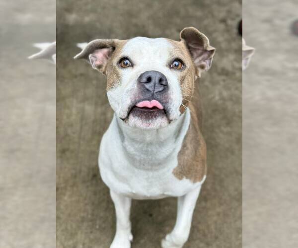 Medium Photo #4 Mutt Puppy For Sale in Crete, IL, USA