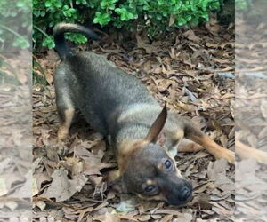 Chihuahua Dogs for adoption in columbia, SC, USA