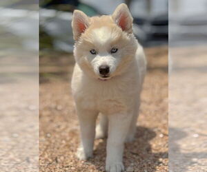 Medium Huskies  Mix