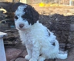 Small #1 Poodle (Miniature)