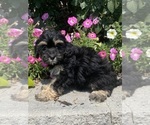 Small #1 Lhasa Apso-Poodle (Toy) Mix
