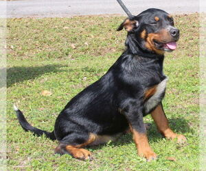 Labrador Retriever-Unknown Mix Dogs for adoption in Prattville, AL, USA