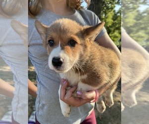 Welsh Cardigan Corgi Puppy for sale in MOVILLE, IA, USA