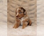 Small #2 Australian Shepherd