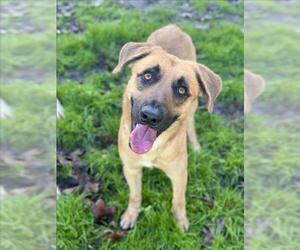 German Shepherd Dog Dogs for adoption in Conroe, TX, USA