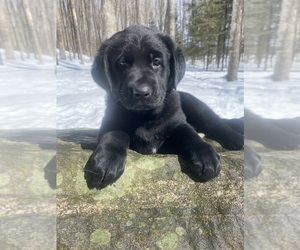 German Shepherd Dog-Newfoundland Mix Puppy for sale in WHITE LAKE, WI, USA