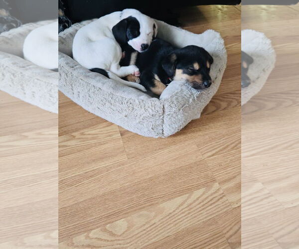 Medium Photo #4 Labbe Puppy For Sale in Princeton, MN, USA