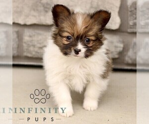 Papillon Puppy for sale in GORDONVILLE, PA, USA