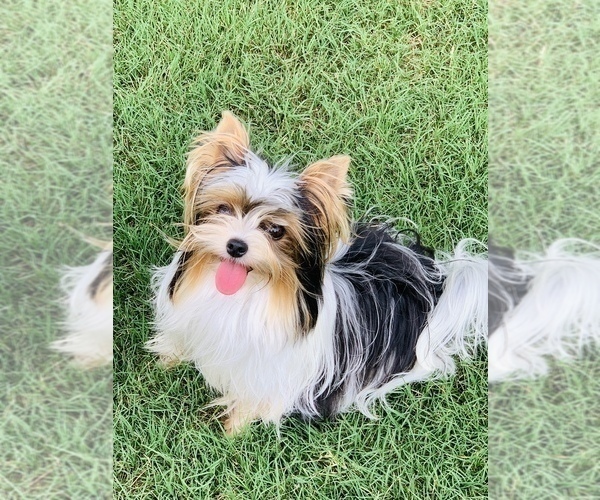 Medium Photo #1 Biewer Terrier Puppy For Sale in CANTON, GA, USA
