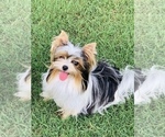 Small Photo #1 Biewer Terrier Puppy For Sale in CANTON, GA, USA