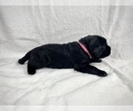 Small Photo #5 Labrador Retriever Puppy For Sale in ACWORTH, GA, USA