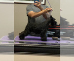 Puppy Puppy 4 Schnauzer (Miniature)