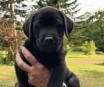 Small #5 Labrador Retriever