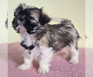 Shih Tzu Puppy for sale in REEDSBURG, WI, USA