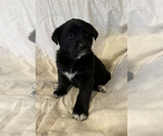 Small Photo #1 Golden Labrador Puppy For Sale in COLORADO SPRINGS, CO, USA