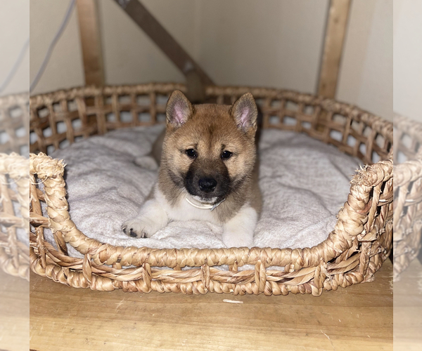 Medium Photo #8 Shiba Inu Puppy For Sale in TEMPLE, TX, USA