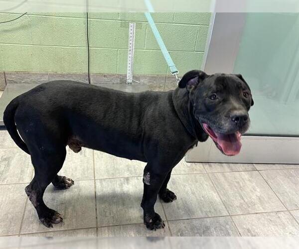 Medium Photo #1 American Pit Bull Terrier-Unknown Mix Puppy For Sale in Grand Prairie, TX, USA