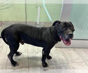 American Pit Bull Terrier-Unknown Mix Dogs for adoption in Grand Prairie, TX, USA