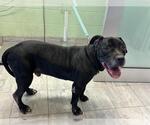 SHADOW - Male American Pit Bull Terrier-Unknown Mix Dog for Adoption - Small photo