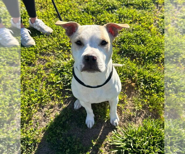Medium Photo #1 Mutt Puppy For Sale in Evansville, IN, USA