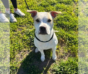 Mutt Dogs for adoption in Evansville, IN, USA
