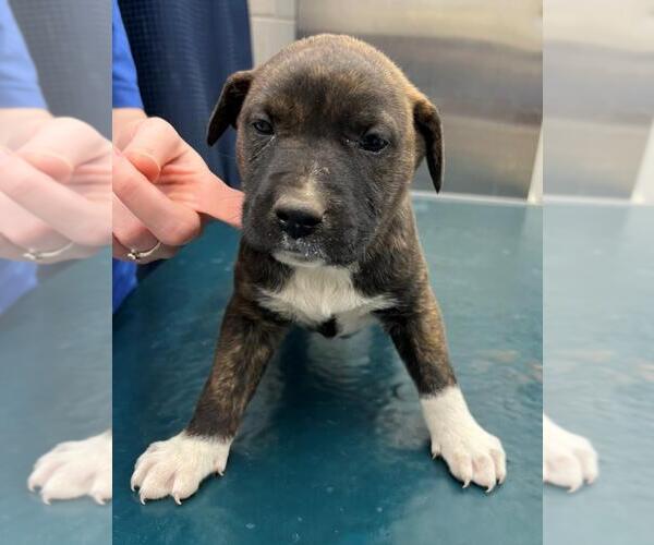 Medium Photo #1 Bulldog-Unknown Mix Puppy For Sale in Mobile, AL, USA
