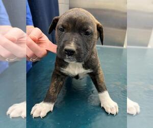 Bulldog-Unknown Mix Dogs for adoption in Mobile, AL, USA