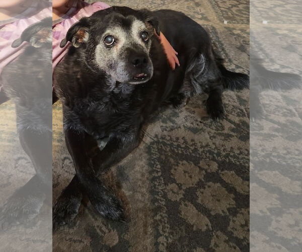 Medium Photo #5 Chug Puppy For Sale in Chandler, AZ, USA