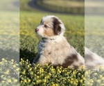 Small Photo #1 Australian Shepherd Puppy For Sale in BALDWIN, GA, USA