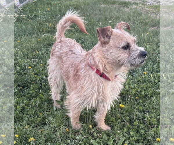 Medium Photo #1 Mutt Puppy For Sale in Brooklyn Center, MN, USA