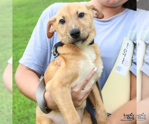 Medium Photo #5 Mutt Puppy For Sale in Washington, DC, USA