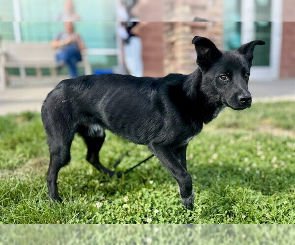 Medium Photo #1 Mutt Puppy For Sale in Pueblo, CO, USA