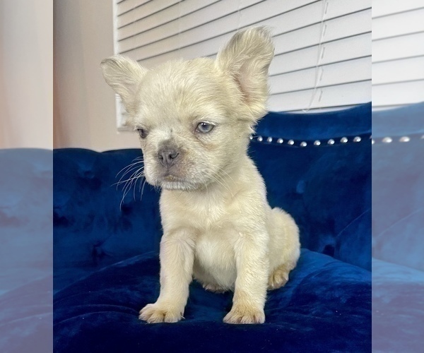 Medium Photo #4 French Bulldog Puppy For Sale in MILWAUKEE, WI, USA