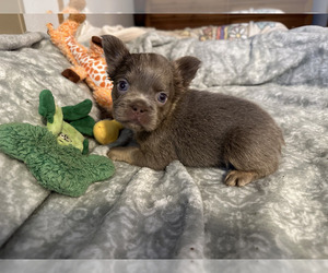 French Bulldog Puppy for sale in JUNCTION CITY, OR, USA