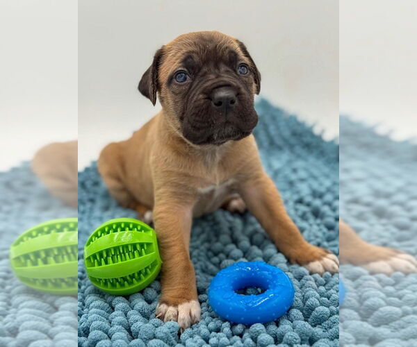 Medium Photo #3 Mutt Puppy For Sale in Brooklyn, NY, USA