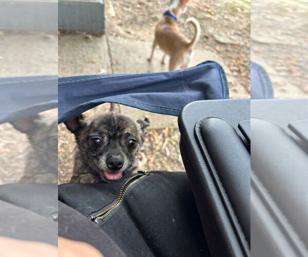 Medium Photo #4 Chihuahua-Unknown Mix Puppy For Sale in Springdale, PA, USA