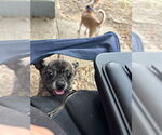 Small #3 Chihuahua Mix