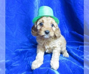 Cavapoo Puppy for sale in NORWOOD, MO, USA