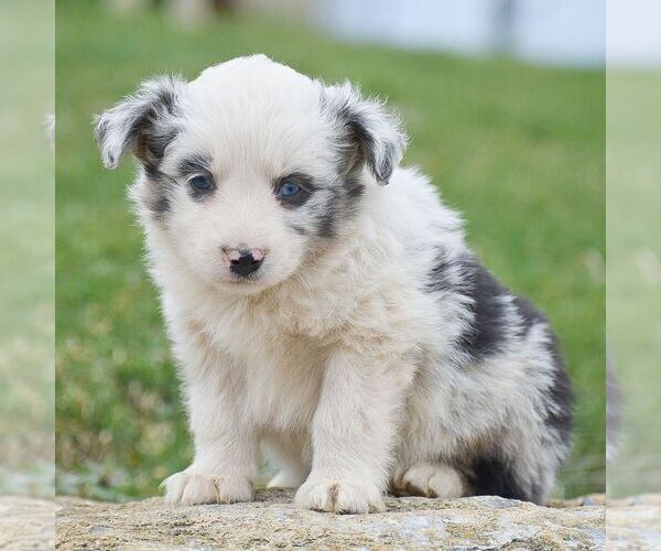 Medium Photo #1 Miniature Australian Shepherd Puppy For Sale in EPHRATA, PA, USA