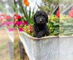 Puppy Nigiri Aussiedoodle
