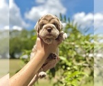 Puppy Puppy 3 Cocker-Pei