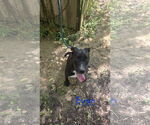 Small #1 Labrador Retriever Mix