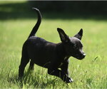 Small #8 Shepweiller