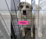 Small #4 Anatolian Shepherd-Great Pyrenees Mix