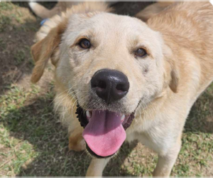 Labrador Retriever-Unknown Mix Dogs for adoption in San Ramon, CA, USA