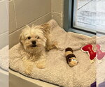 Small Photo #4 Maltese Puppy For Sale in San Jose, CA, USA