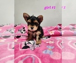 Small Photo #2 Yorkshire Terrier Puppy For Sale in MODESTO, CA, USA