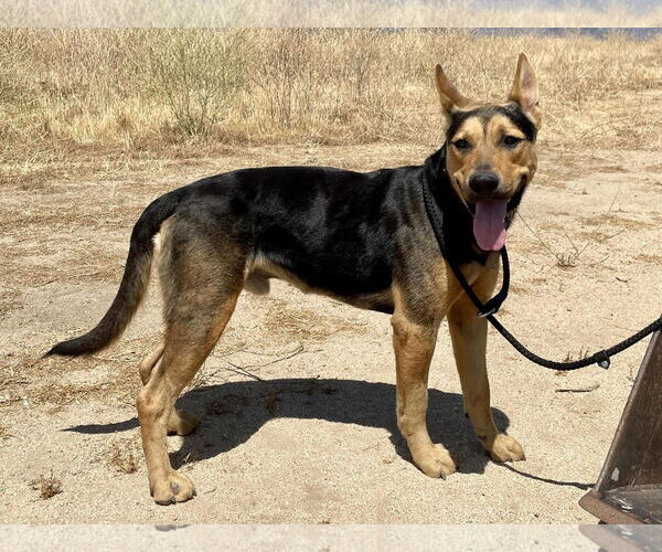 Medium Photo #3 German Shepherd Dog-Unknown Mix Puppy For Sale in Incline Village, NV, USA