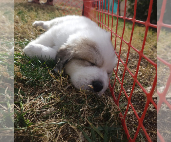 Medium Photo #2 Great Pyrenees Puppy For Sale in LAS VEGAS, NV, USA