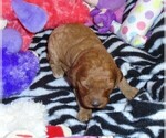 Small #14 Poodle (Standard)